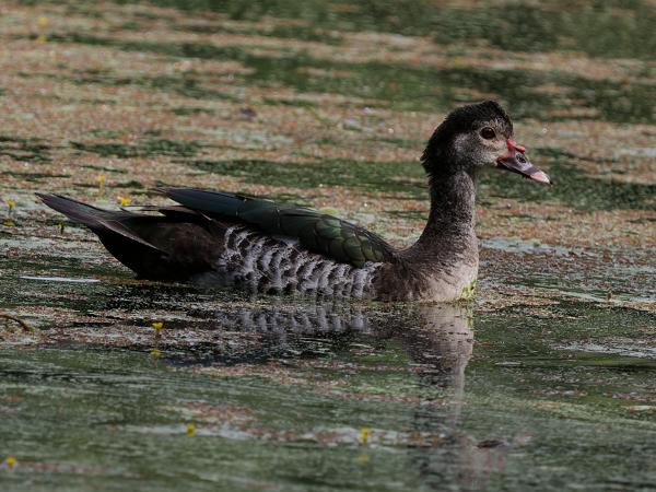 Muskuseend (Cairina moschata)